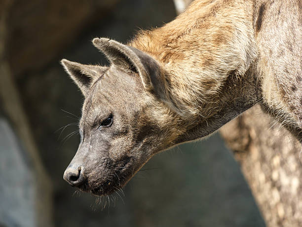 istock Close-up image of a Spotted Hyena standing 453612179