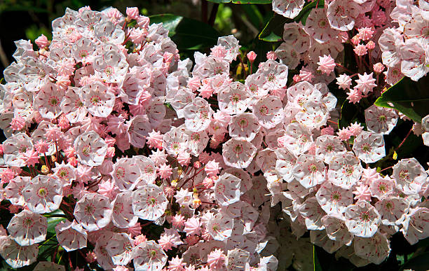 pink mountain laurel - sweet magnolia tree blossom white stock-fotos und bilder