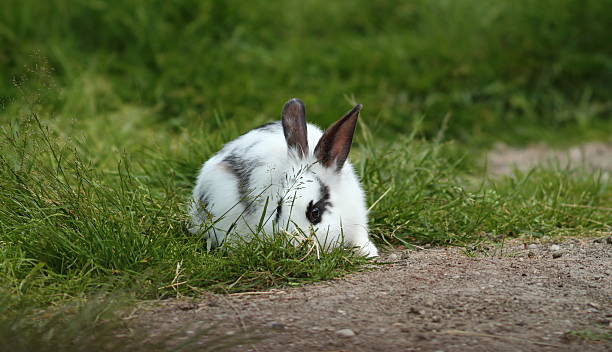 istock little white rabbit hiding in the grass 453612947