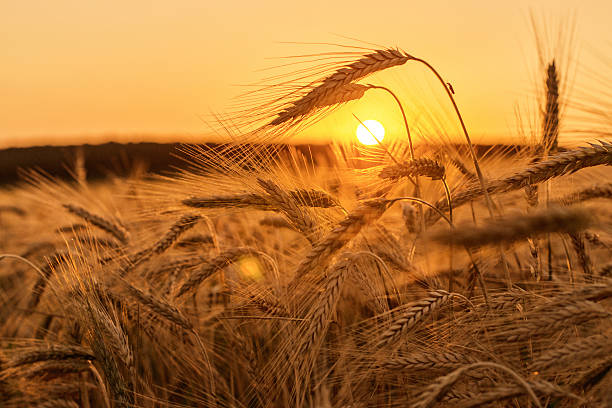 campo de trigo en puesta de sol - agosto fotografías e imágenes de stock