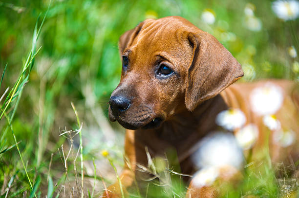 istock Rhodesian ridgeback puppy in a field 453613543