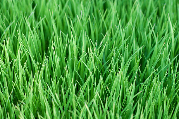 istock Young green paddy plant suitable background 453613885