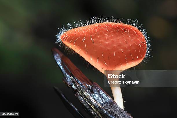 Cookeina Sulcipes 0명에 대한 스톡 사진 및 기타 이미지 - 0명, Pyronemataceae, 데니스