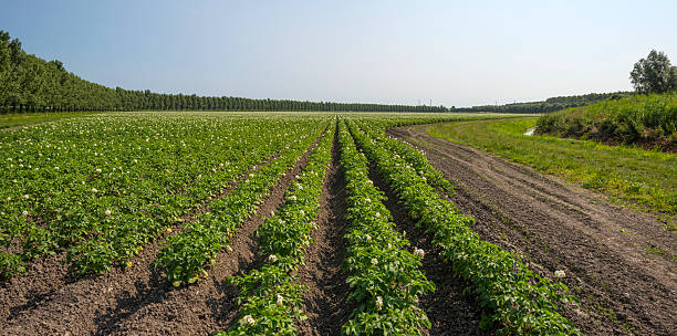 Potatoes growing on a field in summer Potatoes growing on a field in summer almere photos stock pictures, royalty-free photos & images