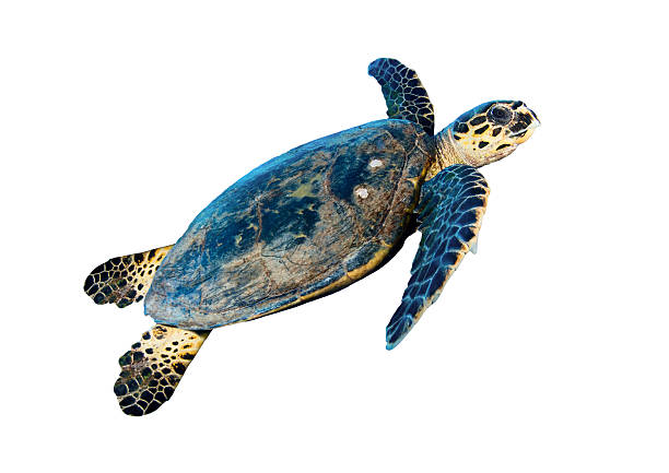 tortuga de carey al mar - hawksbill turtle fotografías e imágenes de stock