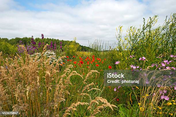 Photo libre de droit de Fleurs Sauvages Dans Un Champ banque d'images et plus d'images libres de droit de Almere - Almere, Champ, Fleur - Flore