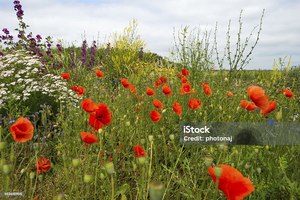 Poppies в поле - Стоковые фото Алмере роялти-фри