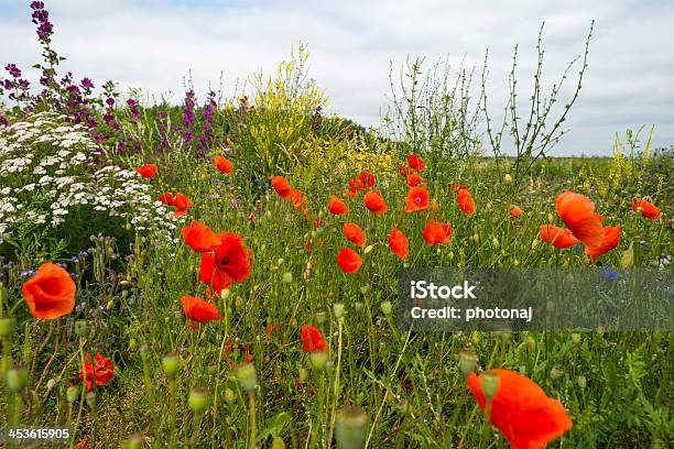 Poppies В Поле — стоковые фотографии и другие картинки Алмере - Алмере, Без людей, Время года