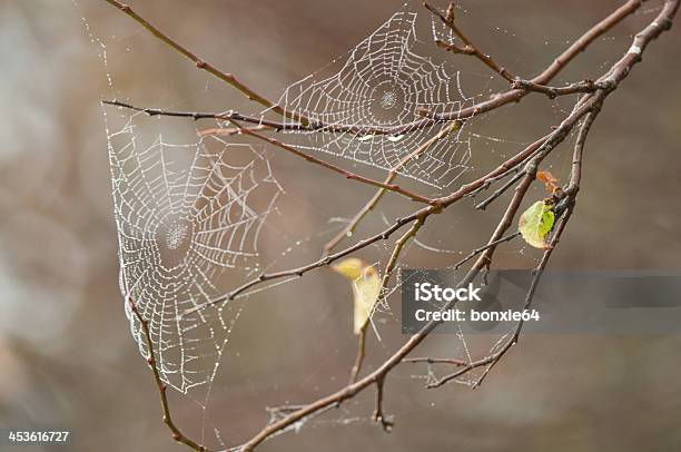 Cobwebs - 人物なしのストックフォトや画像を多数ご用意 - 人物なし, 写真, 小枝