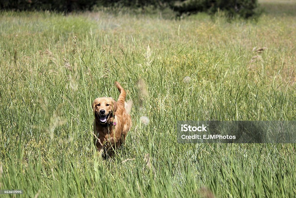 Filhote de retriever dourado correndo em um campo - Foto de stock de Alto - Descrição Geral royalty-free