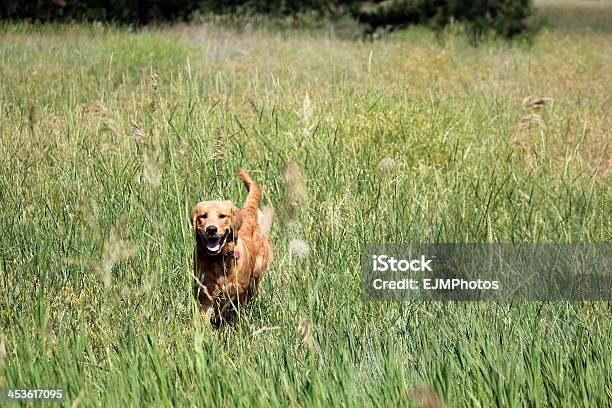 Foto de Filhote De Retriever Dourado Correndo Em Um Campo e mais fotos de stock de Alto - Descrição Geral - Alto - Descrição Geral, Cão, Grama