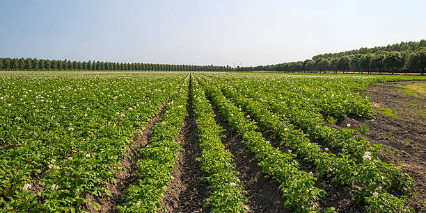 istock Potatoes growing on a field in summer 453617739