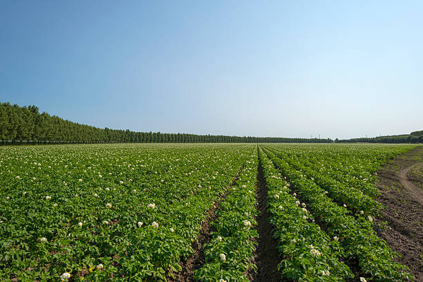 istock Potatoes growing on a field in summer 453617785