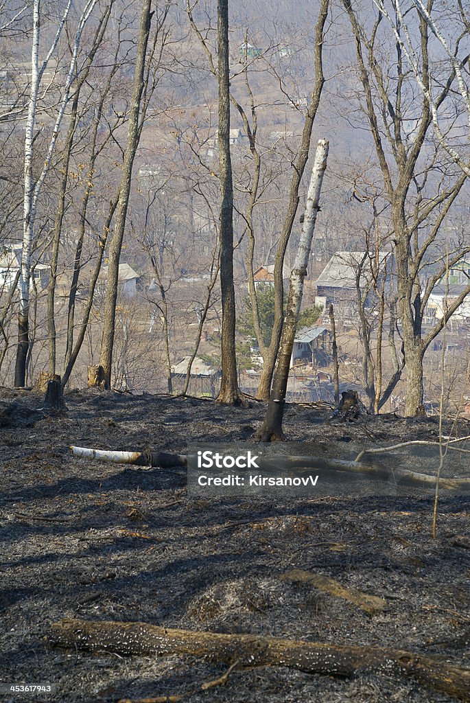 Depois de Incêndio Florestal - Foto de stock de Bosque - Floresta royalty-free