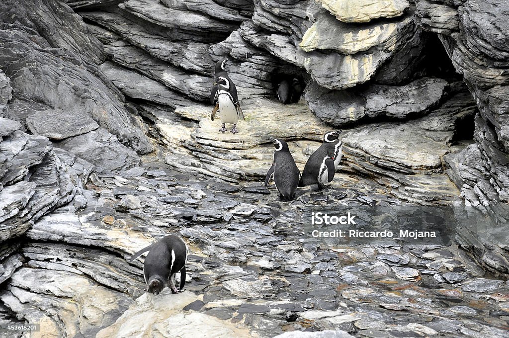 Pingüinos - Foto de stock de Aire libre libre de derechos