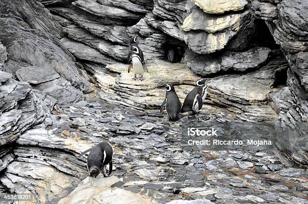 Pingüinos Foto de stock y más banco de imágenes de Aire libre - Aire libre, Animal, Animales en cautiverio