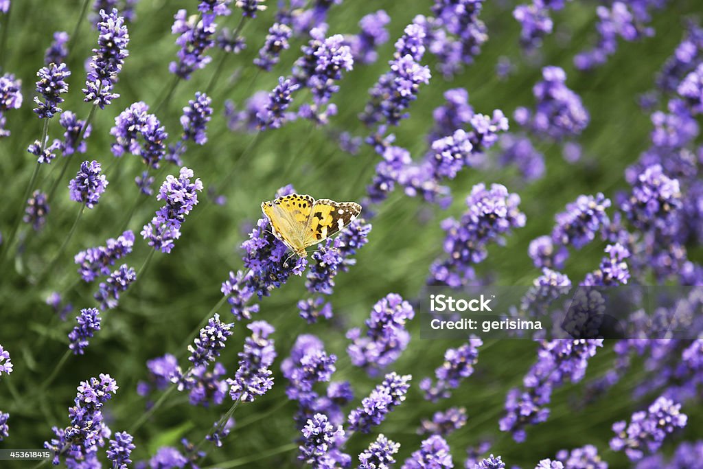 Farfalla su un tappo lavanda - Foto stock royalty-free di Agricoltura