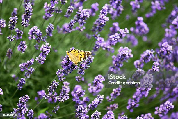 Farfalla Su Un Tappo Lavanda - Fotografie stock e altre immagini di Agricoltura - Agricoltura, Aiuola, Ambientazione esterna