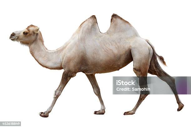 걷기 낙타 흰색 갈색에 대한 스톡 사진 및 기타 이미지 - 갈색, 걷기, 낙타