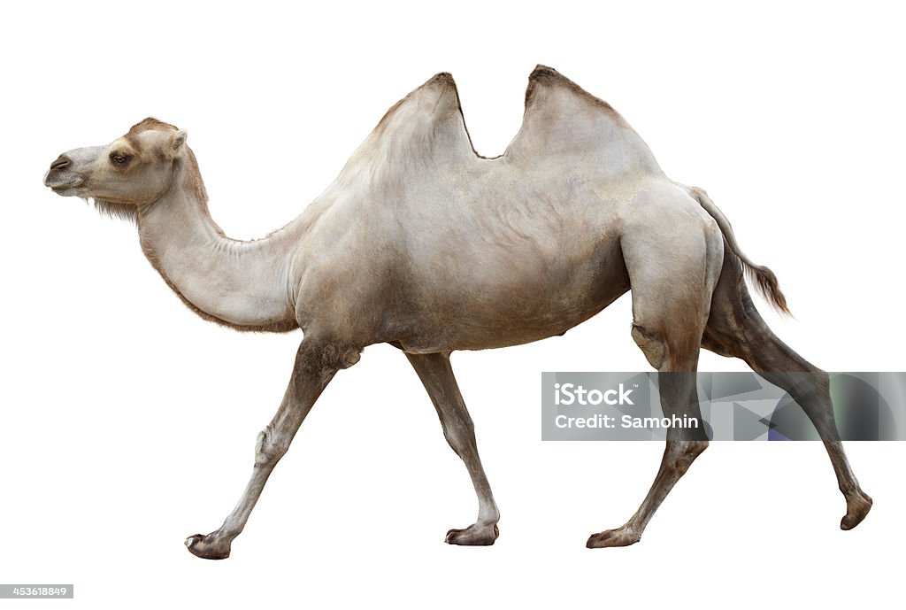 Andar camelo no branco - Royalty-free Andar Foto de stock