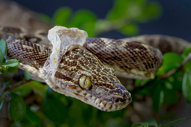 amazon tree boa snake sich häuten der haut - snake wildlife tropical rainforest reptile stock-fotos und bilder