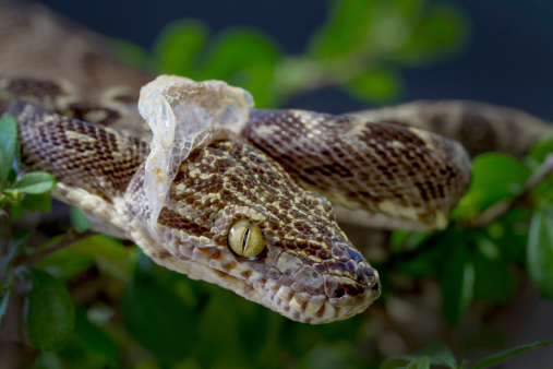 Boa arborícola amazónica desprendimiento de la piel de serpiente photo