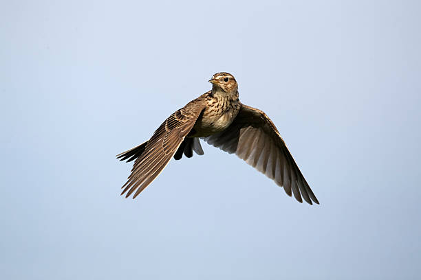 istock Skylark Alauda Arvensis in flying in a clear, blue, sky 453619371