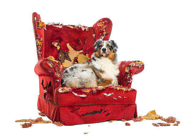 istock Australian Shepherd lying proudly on a detroyed armchair 453619413