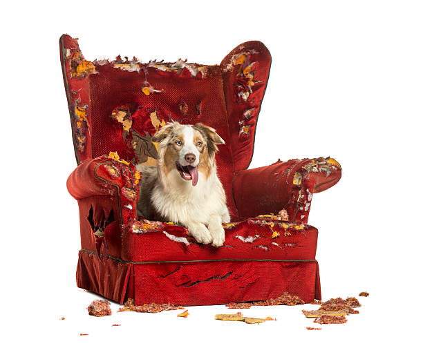 istock Australian Shepherd puppy, lying on a detroyed armchair 453619425