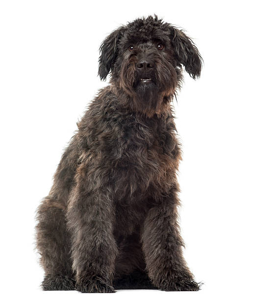 istock Bouvier des Flandres sitting, isolated on white 453619609