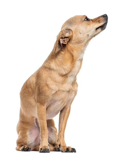 istock Chihuahua sitting, looking up, isolated on white 453619963