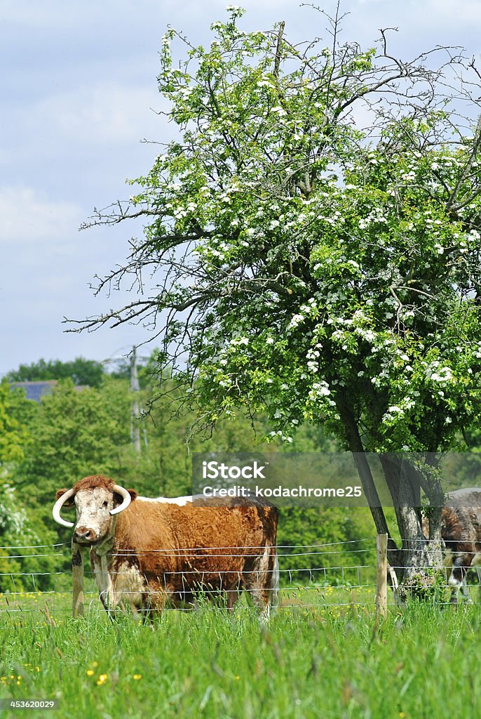 Rind - Lizenzfrei Agrarbetrieb Stock-Foto