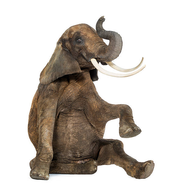 istock African elephant performing, seated on the floor, trunk up 453620115