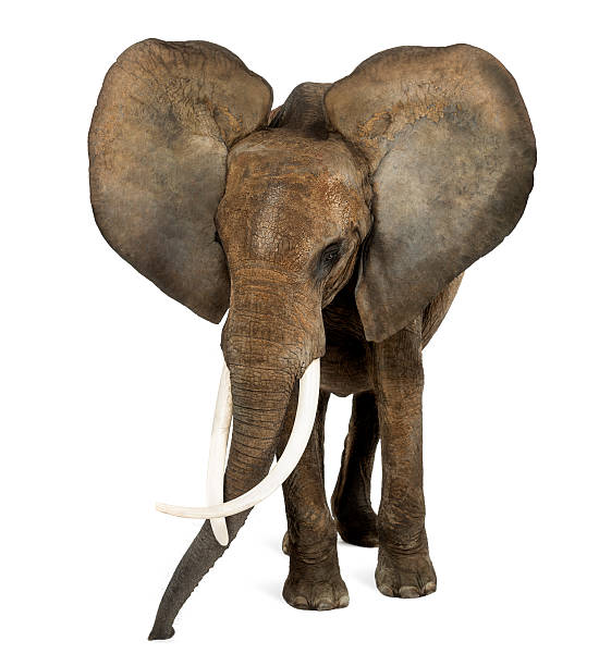istock African elephant standing, ears up, isolated on white 453620191