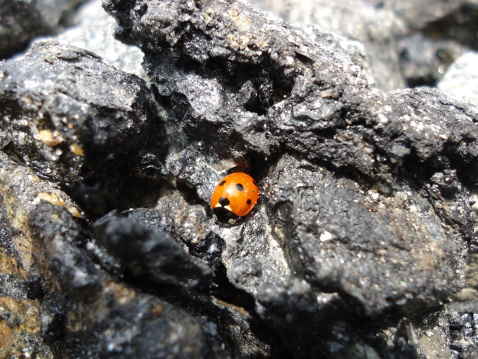 This is a ladybug wandering in the mica enriched rocks
