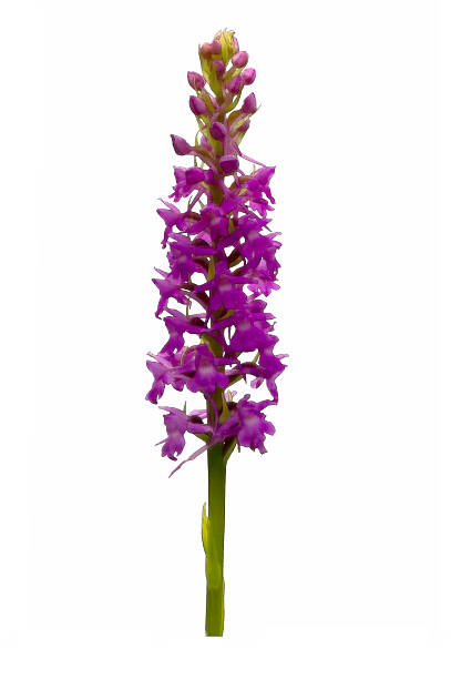 Lápiz de color de las imágenes de naturaleza Orchids - foto de stock