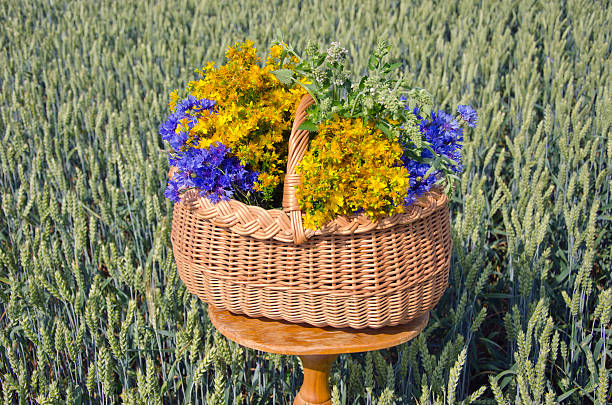 midsummer time various medical herbs wicker basket on wooden table. Wheat field background