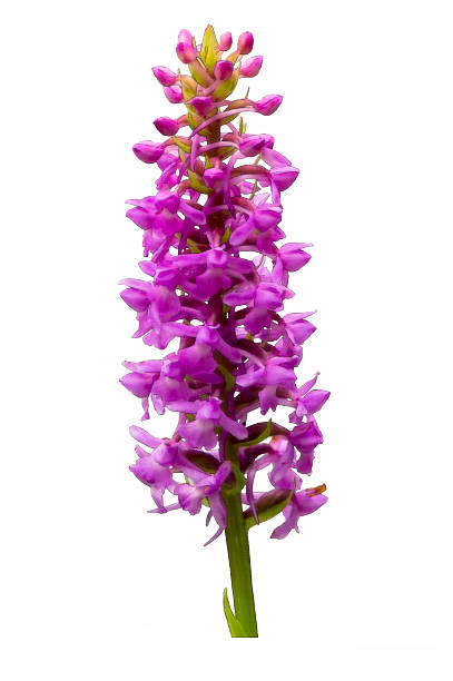 istock Coloured Pencil Pictures of Wild Orchids 453622507