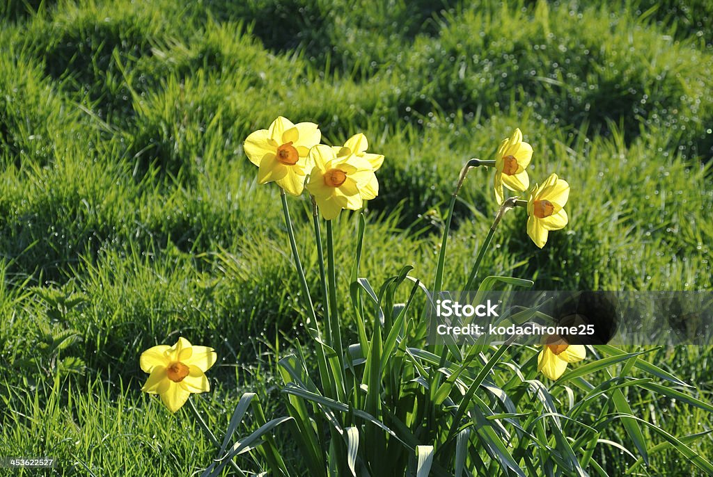 Narciso - Foto de stock de Amarillo - Color libre de derechos