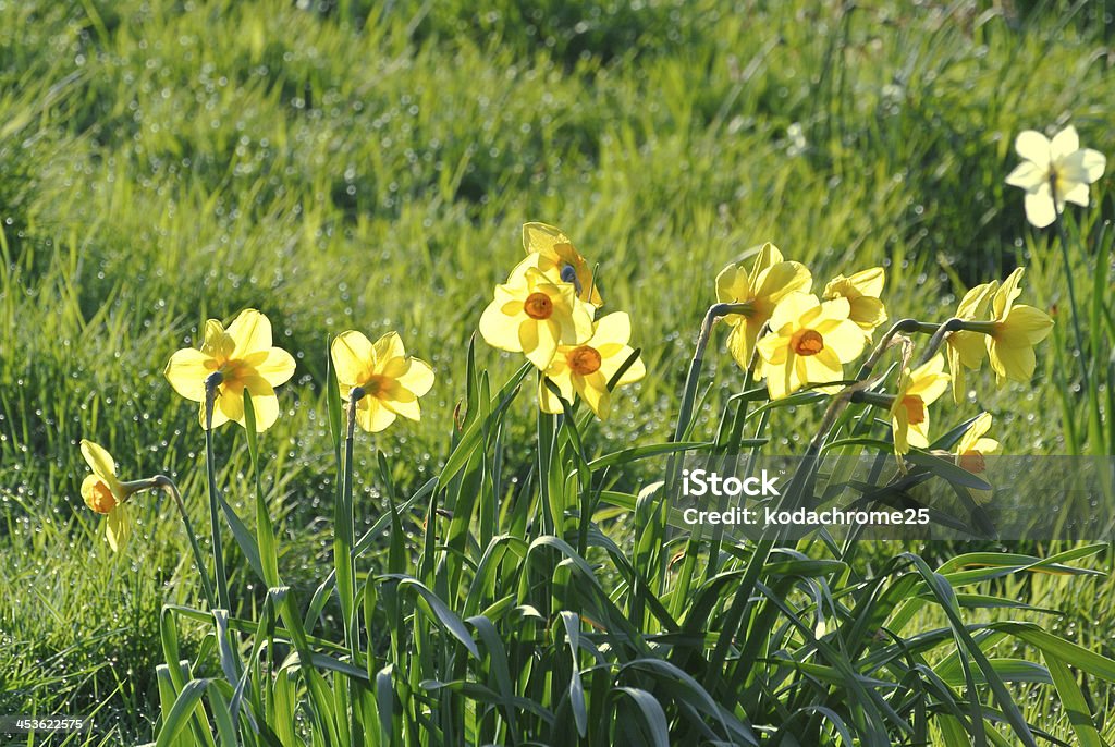 Narciso - Foto de stock de Amarillo - Color libre de derechos