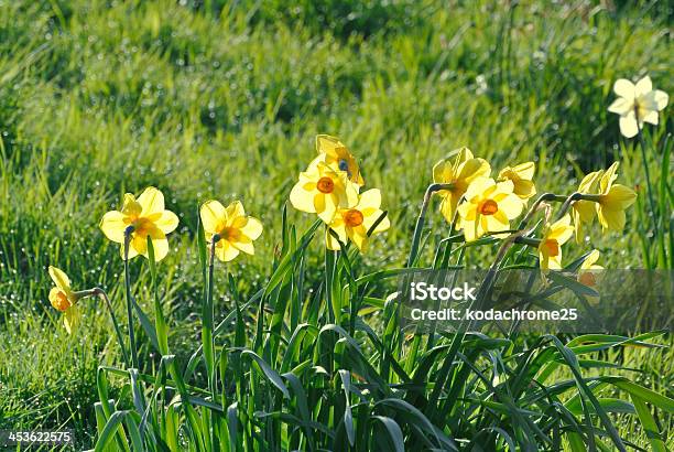 Narciso Foto de stock y más banco de imágenes de Amarillo - Color - Amarillo - Color, Belleza de la naturaleza, Color - Tipo de imagen