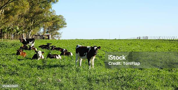 Cattle In A Paddock Stock Photo - Download Image Now - Colombia, Chile, Domestic Cattle