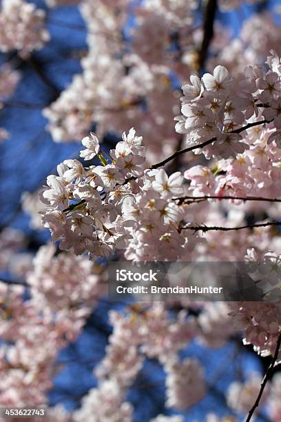 Delicati Fiori Bianchi - Fotografie stock e altre immagini di Albero - Albero, Ambientazione esterna, Blu