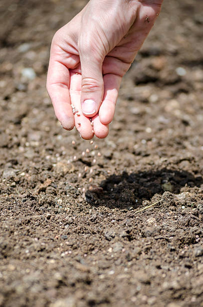 istock Closeup of sowing 453622857