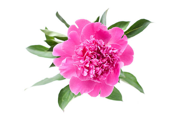 ピンクの牡丹の花 ストックフォト