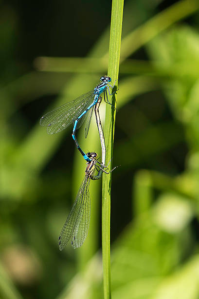 azure damselflys mating stock photo