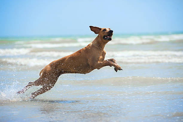 istock Happy dog rhodesian ridgeback running at the beach see 453623263