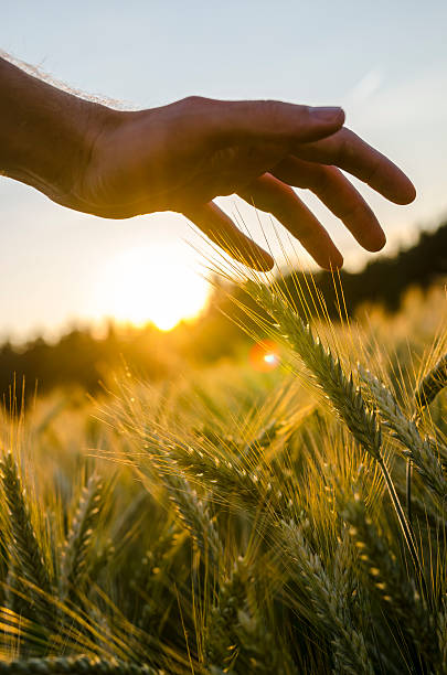 istock Male hand stroking wheat field. 453623905