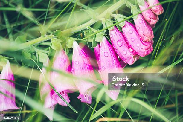 Foto de Digitalis Purpurea Após A Chuva e mais fotos de stock de Bosque - Floresta - Bosque - Floresta, Botânica - Assunto, Chuva