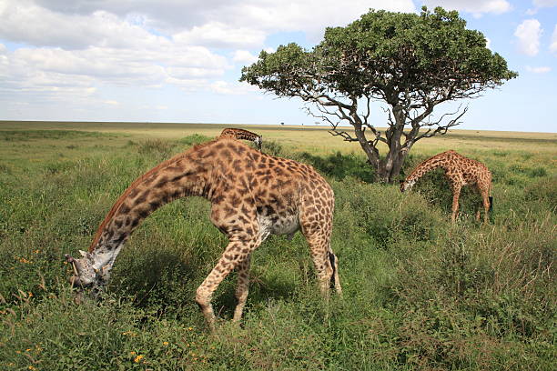 browsing giraffes in Serengeti national park